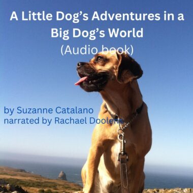 A Little Dog’s Adventures In A Big Dog’s World
